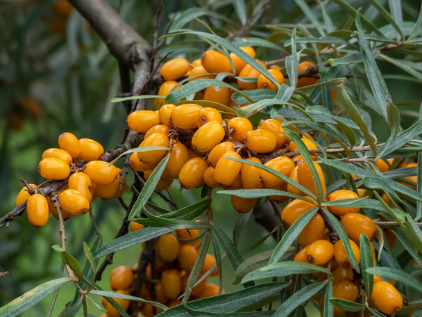 Sea buckthorns, sandthorn, sallowthorn or seaberry (hippophae) producing orange-yellow berries on tree branches in autumn. Ripe berries of sea-buckthorn. - Photo, Image