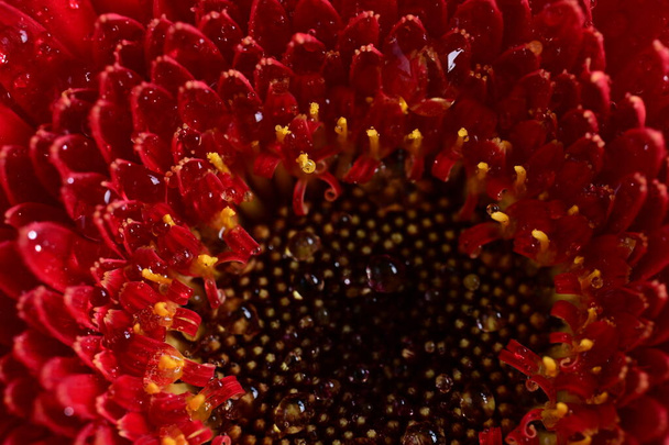 beautiful  gerbera flower on dark background - Zdjęcie, obraz