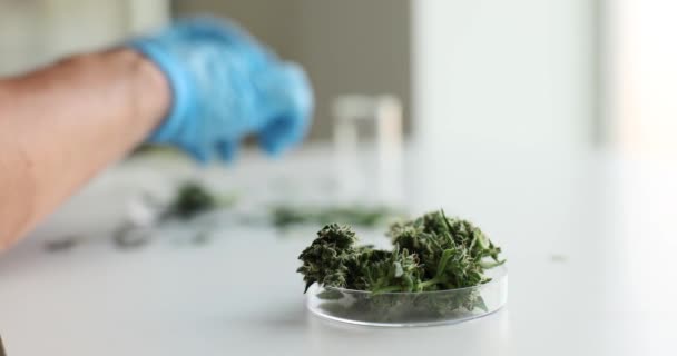 Лабораторный техник обрабатывает медицинскую марихуану. Зеленые растения конопли и урожай - Кадры, видео