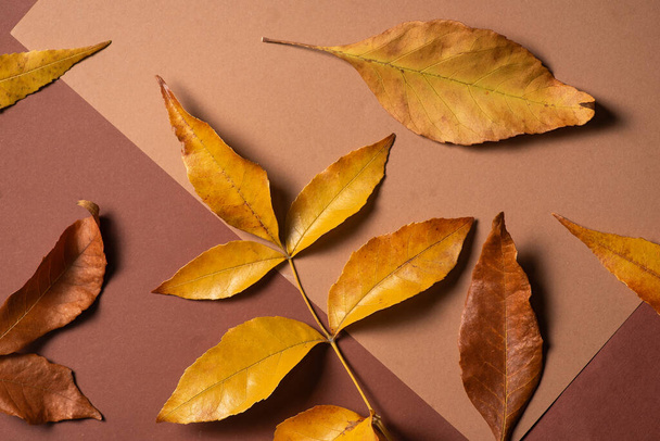 Πεσμένα φύλλα χρυσού κίτρινου και ξηρού καφέ φθινοπώρου σε κουτί. Έννοια και χρώματα του φθινοπώρου - Φωτογραφία, εικόνα
