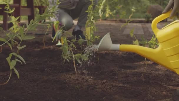 Önkéntesek lassú csoportja, akik növényeket és virágokat öntöznek a nyilvános parkban - Felvétel, videó