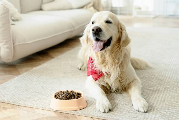 Evde sağlıklı kuru yiyecekler yemek için halının üzerinde uzanan sevimli Golden Retriever köpeğinin portresi. Reklam, köpek besleme konsepti - Fotoğraf, Görsel