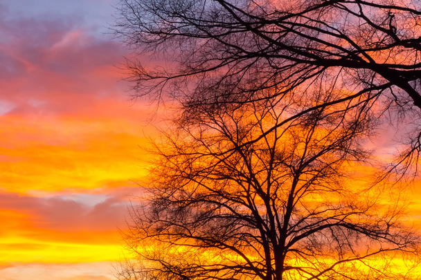 Spr の夕日の木、シルエットの美しい風景の画像 - 写真・画像