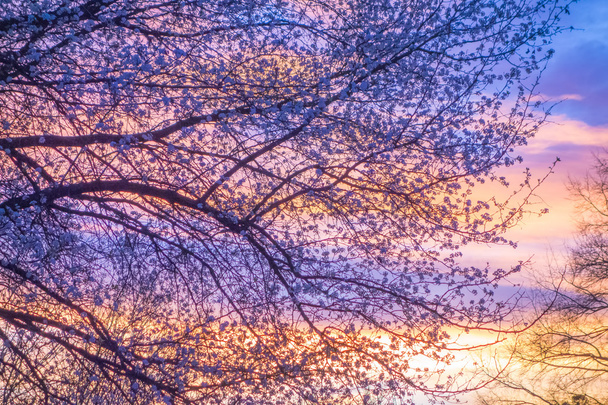 schöne Landschaft Bild mit Bäumen Silhouette bei Sonnenuntergang in spr - Foto, Bild