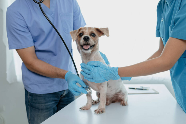 W pokoju badań szpitala dla zwierząt jest pies z weterynarzem i asystentem. Lekarz weterynarii bada ciało psa, aby znaleźć przyczynę choroby. Koncepcja leczenia zwierząt. - Zdjęcie, obraz