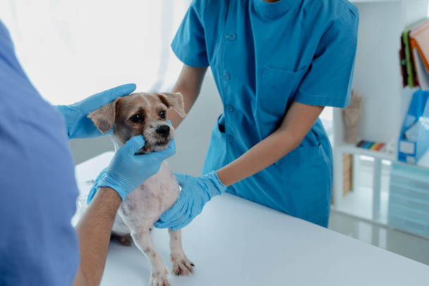 Лікарня тварин має собаку з ветеринаром і помічником. Ветеринар досліджує тіло собаки, щоб знайти причину хвороби. Концепція лікування тварин. - Фото, зображення