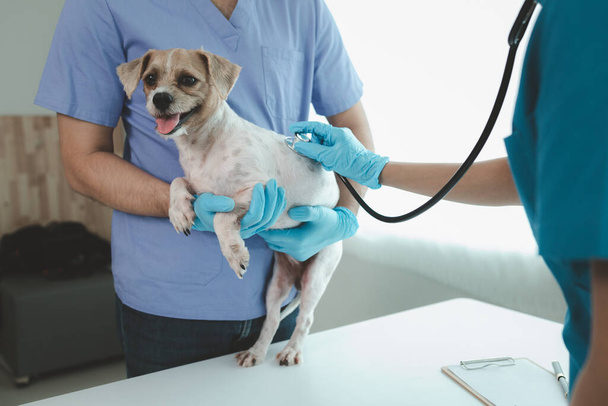 W pokoju badań szpitala dla zwierząt jest pies z weterynarzem i asystentem. Lekarz weterynarii bada ciało psa, aby znaleźć przyczynę choroby. Koncepcja leczenia zwierząt. - Zdjęcie, obraz