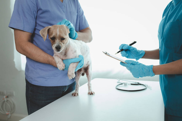 Sala de exame do hospital animal tem um cão com um veterinário e um assistente. O veterinário está examinando o corpo do cão para encontrar a causa da doença. Conceito de tratamento animal. - Foto, Imagem