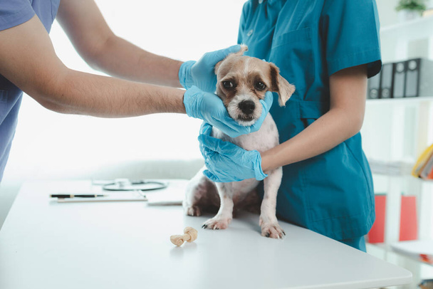 Hayvan hastanesi muayene odasında yanında veteriner ve asistanı olan bir köpek var. Veteriner, hastalığın nedenini bulmak için köpeğin cesedini inceliyor. Hayvan tedavisi kavramı. - Fotoğraf, Görsel