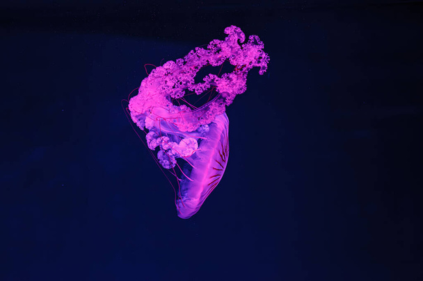tiro subaquático da bela Chrysaora hysoscella de perto - Foto, Imagem