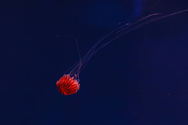 víz alatti fotózás gyönyörű medúza japán tengeri csalán chrysaora pacifica közelről - Fotó, kép