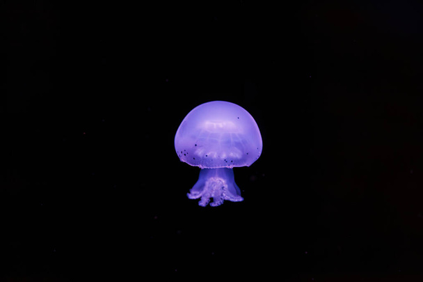 underwater shooting of beautiful cannonball jellyfish close up - Photo, Image