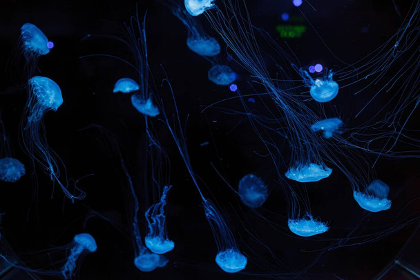 underwater photography of beautiful malaysian sea jellyfish chrysaora chinensis close up - Photo, Image