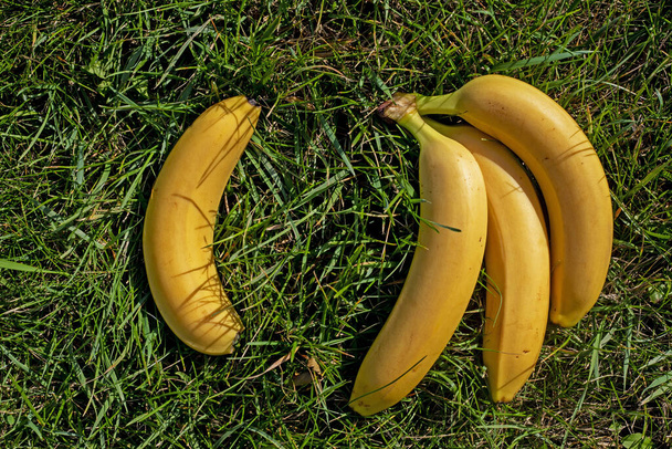 sprig of ripe yellow bananas on green grass. picnic - Photo, Image