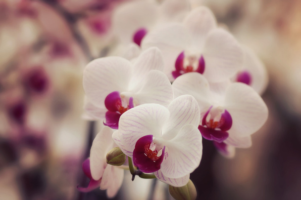 orquídea - Foto, imagen