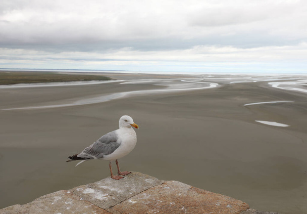 White-headed seagull looking towards the horizon during low tide and the sea in the background - Photo, Image