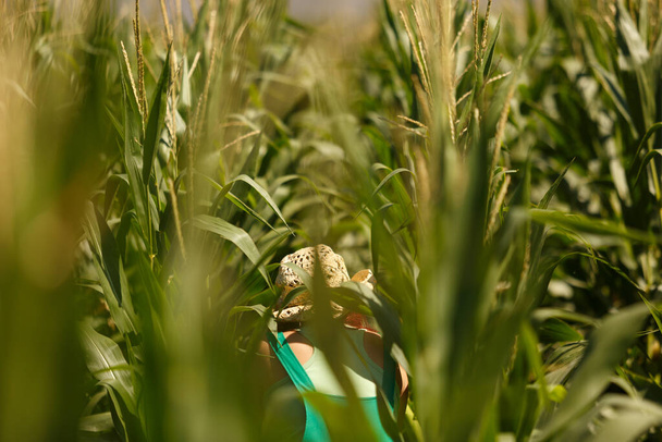 Mujer agrónoma examinando plantas de maíz, comprobando su cosecha, en su plantación - Foto, imagen