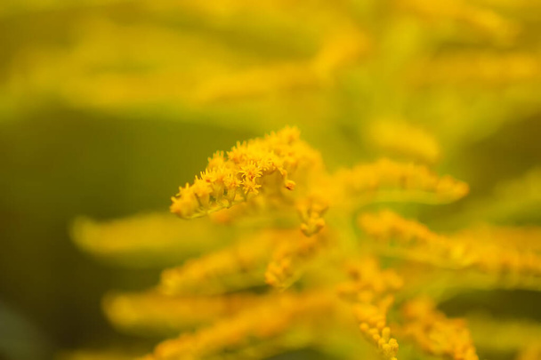 Gele bloemen van goudstaaf of Solidago canadensis, Canada goudstaaf of Canadese goudstaafplant. - Foto, afbeelding
