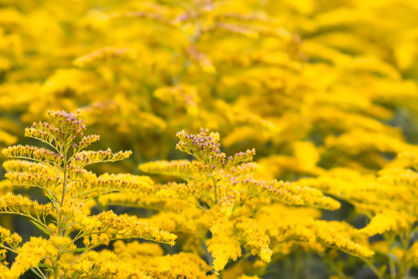 Yellow flowers of goldenrod or Solidago canadensis, Canada goldenrod or Canadian goldenrod plant. - Photo, Image