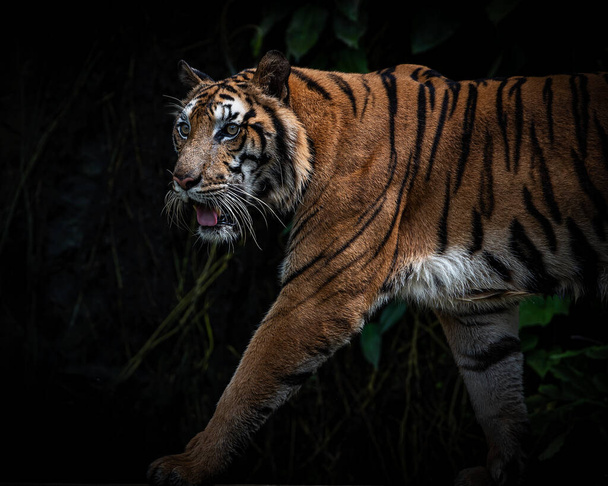 El tigre siberiano, Panthera tigris altaica es el gato más grande del mundo - Foto, imagen