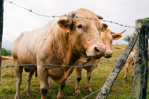 スペインの山のワイヤーの後ろの牛. 高品質の写真 - 写真・画像