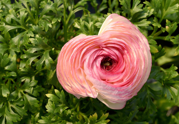 Mariposa rosa o flor de Ranunculus
 - Foto, Imagen