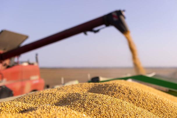 barrena de grano de combinar verter frijol de soja en remolque tractor - Foto, imagen