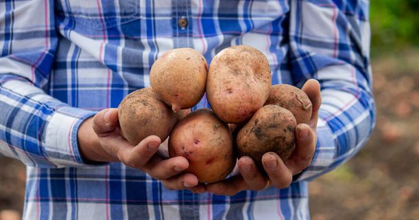 Łopata i ziemniaki w ogrodzie. Farmer trzyma ziemniaki w rękach. Zbieranie ziemniaków - Zdjęcie, obraz
