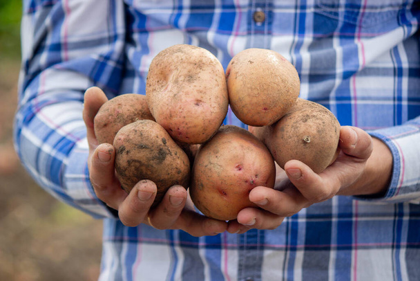 Lapio ja perunat puutarhassa. Viljelijä pitää perunoita käsissään. Perunoiden korjuu - Valokuva, kuva