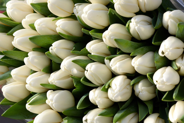 Bliska białych tulipanów - Zdjęcie, obraz