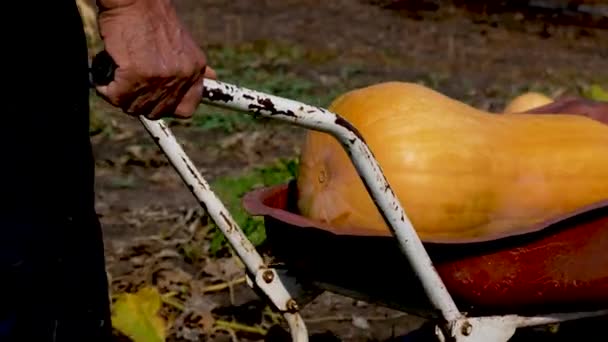 Farmář válí těžkou, zralou, obrovskou pomerančovou dýni na kolečku. Pěstování zeleniny. Sklizeň dýní na podzim - Záběry, video