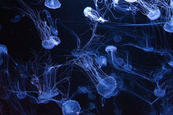 Atlantische zee brandnetel, Chrysaora quinquecirrha, East Cost zee brandnetel. Groep fluorescerende kwallen zwemmen in aquarium met blauw neon licht. Theriologie, biodiversiteit, onderzees leven, aquatisch organisme - Foto, afbeelding