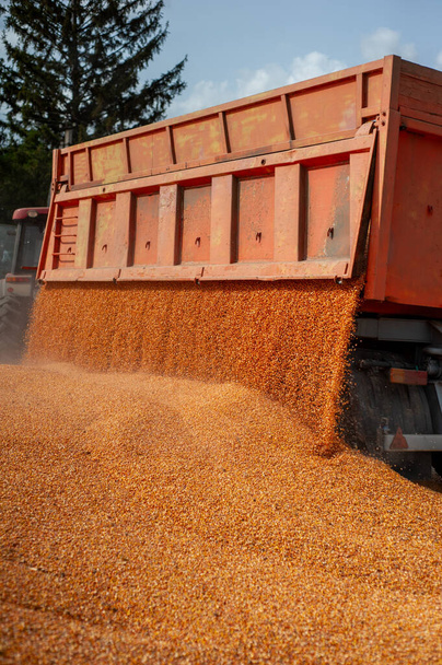 kukoricatermés a szántóföldön - Fotó, kép