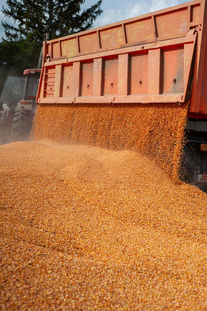 raccolto di mais al giorno - Foto, immagini