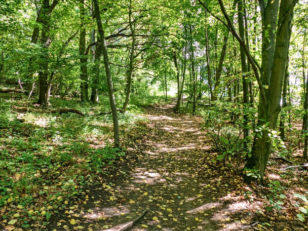 romanttinen hämmästyttävä kaunis värikäs romanttinen syksyn metsä - Valokuva, kuva