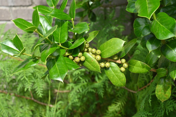 Kínai magyal (Ilex cornuta) bogyók. Aquifoliaceae dioecious örökzöld fa. A bogyók télen vörösek.. - Fotó, kép