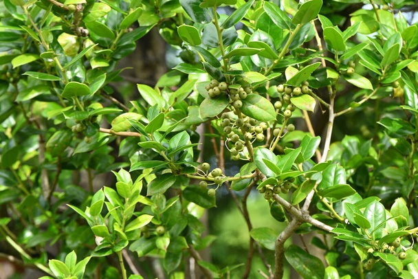 Китайські ягідки Холлі (Ilex cornuta). Аквафілія вічнозелене дерево. Ягоди дозрівають червоним взимку. - Фото, зображення