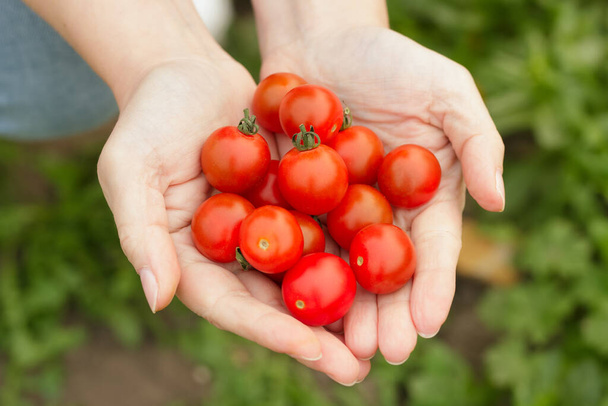 Le mani tengono i pomodorini rossi in giardino, vista dall'alto. - Foto, immagini