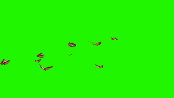 Rode vlinders - kleine zwerm op groen scherm - Video