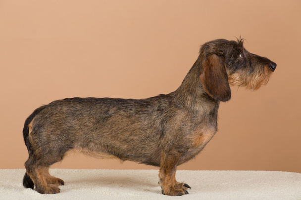 kahverengi dachshund kadın portresi - Fotoğraf, Görsel