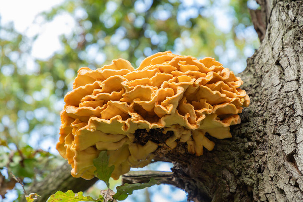 Giant yellow triturium (tinder) mushroom parasite on the bark of a tree. Tree fungus sulphur polypore, sulphur shelf or chicken mushroom (Laetiporus sulphureus) on covered with moss tree trunk. - Photo, Image