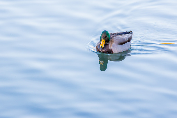 erkek yaban ördeği - Fotoğraf, Görsel