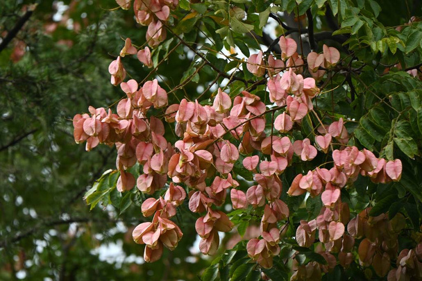 Plamenný dešťový strom (Koelreuteria henryi) plody. Sapindaceae listnaté tropické stromy.Ovoce je tobolka, která na podzim zrudne a obsahuje černá semena. Tchajwanské endemické druhy. - Fotografie, Obrázek