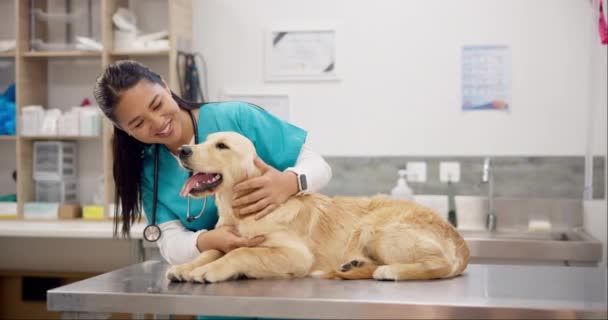 Kadın, veteriner ve mutlu köpek danışmanlık, tıbbi tavsiye ve hayvan bakımı sigortası için masada. Doktor, kadın veteriner ve Labrador köpek yavrusu profesyonel yardım, kontrol ve hayvan kliniği için hastanede. - Video, Çekim