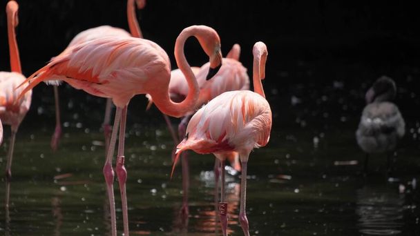 Flamingos seistä rannalla lampi puita taustalla. Luonnonvaraiset eläimet metsässä . - Valokuva, kuva