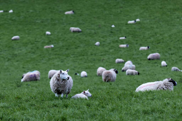 Подорож в серце сільськогосподарських традицій з цим яскравим зображенням робочої овечої ферми. Спостерігайте, як вівці гармонійно пасуться, розлючені досвідченими собаками, і керуються практикуючими руками - Фото, зображення