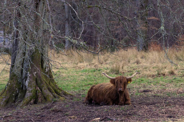 ペントランドヒルズの絶妙な風景の中で,ハイランドの家畜は平和を見つける. この写真は,髪の毛の高いハイランド牛が休むにつれて,スコットランドの重要な瞬間を捉えています. - 写真・画像
