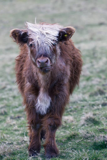 Doğanın saflığını genç bir İskoç sığır yavrusunun gözlerinden tecrübe edin. Uzun paltosu ve tomurcuklanan boynuzlarıyla bu fotoğraf, engebeli insanların arasında gençliğin hassas anlarını tasvir ediyor. - Fotoğraf, Görsel