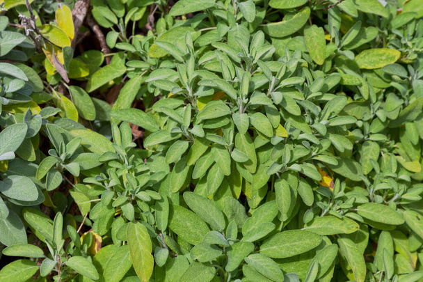 Nahaufnahme einer Salvia officinalis im Gemüsegarten. - Foto, Bild