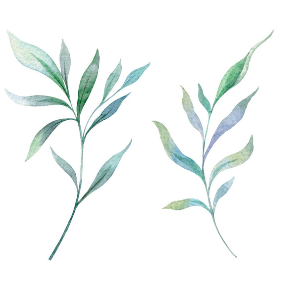 Eucalyptus akvarelli kuvitus. Eukalyptus vehreys käsin maalattu eristetty valkoisella taustalla. Täydellinen häät kutsut, kukka etiketit, morsiamen suihku ja kukka kortteja - Valokuva, kuva